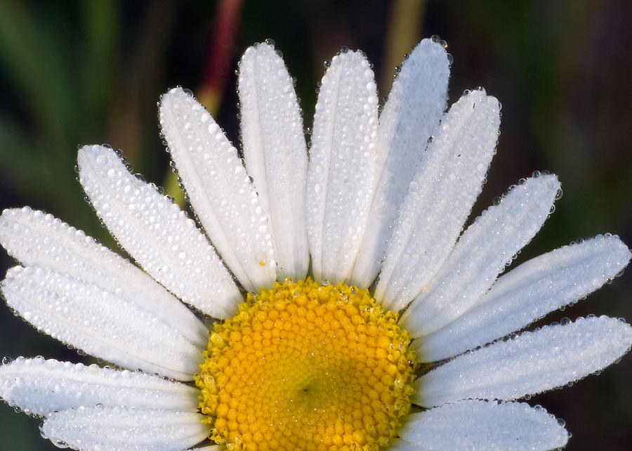 Petals and Dew Photograph by Paul Johnson