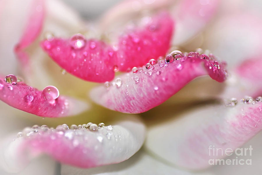 Rose Photograph - Petals and Droplets by Kaye Menner