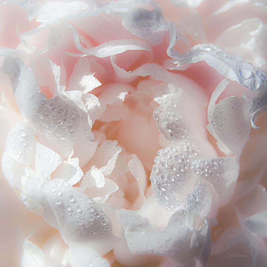 Petals and Drops Peony Photograph by Julie Palencia