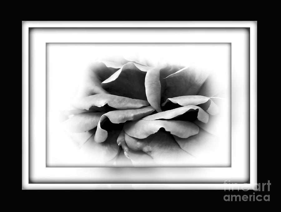 Black And White Photograph - Petals and Shadows 2 by Kaye Menner