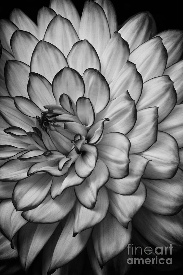 Black And White Photograph - Petals by Carrie Cranwill