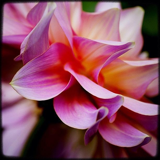 Pnw Photograph - Petals Everywhere. Beauty Abounds by Kevin Smith