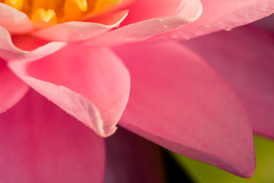 Petals In Pink Photograph by Jeff Sinon