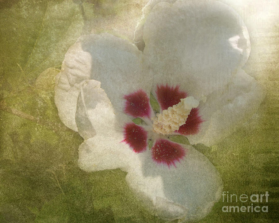 White Flower Photograph - Petals in Shadows by Kathi Mirto