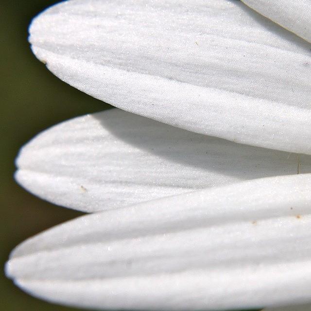 Flower Photograph - Petals In White by Justin Connor