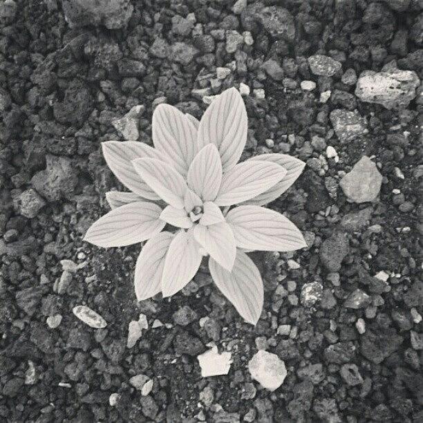 Black And White Photograph - Petals by Kobes Photography