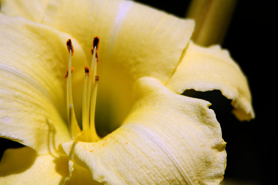 Petals by Meghan Coyle Petals by Meghan Coyle