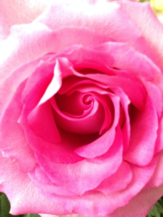 Rose Photograph - Petals of Beauty by Marian Lonzetta