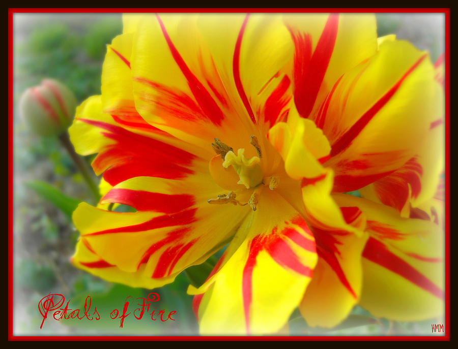 Spring Photograph - Petals of Fire by Heidi Manly