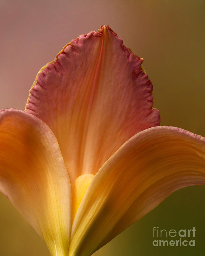 Petals of Lily Photograph by Kathi Mirto
