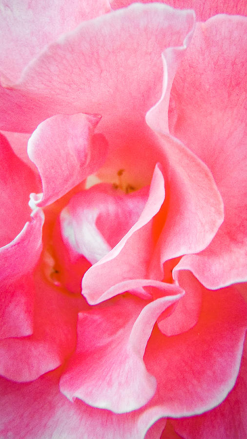 Petals Of My Love Photograph by Roxy Hurtubise