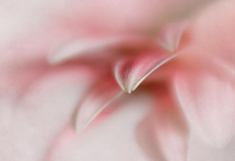 Petals of Pink Photograph by David and Carol Kelly