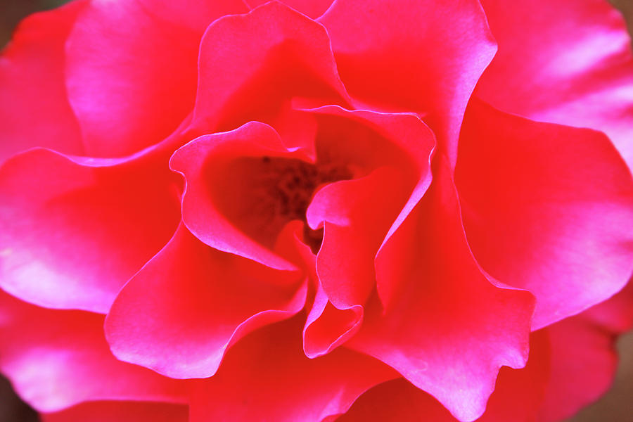 Petals of Red Light Photograph by James Knight