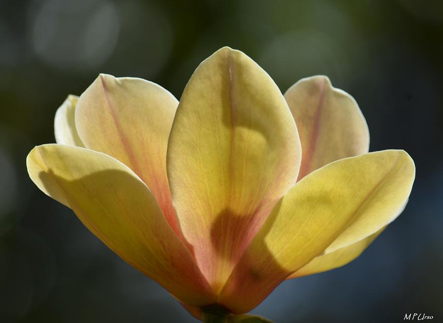 Petals of the Elizabeth Magnolia Photograph by Maria Urso