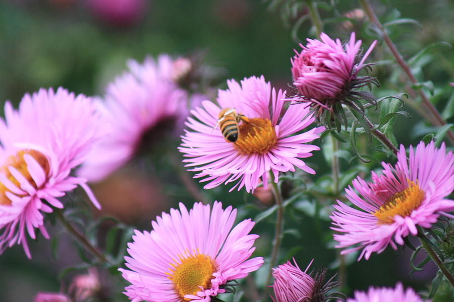 Petals Pink Photograph By Tiffany Vest - Fine Art America