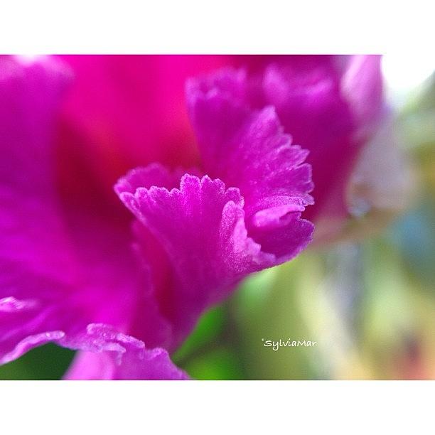 Garden Styles Photograph - Petals Ruffles by Sylvia Martinez
