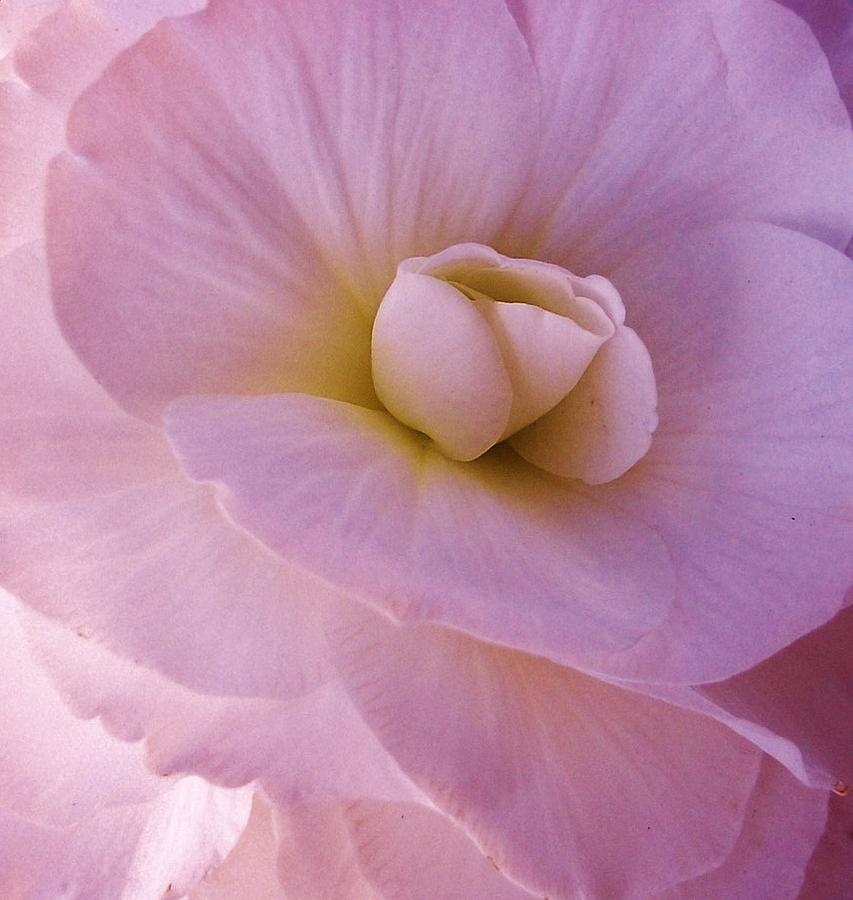 Petals Photograph by Sharon Ackley