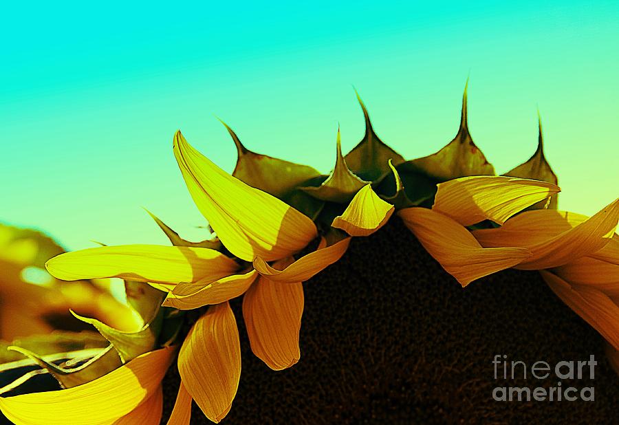 Sunflower Photograph - Petals by Stephanie  Buckley