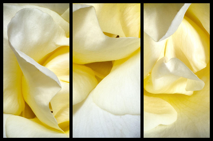 Petals Triptych Photograph by Georgette Grossman