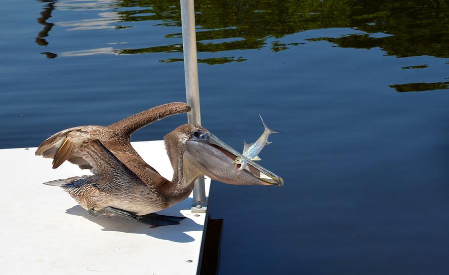 Pelican Photograph - Pete the Pelican and the Poor Fish by Pamela Blizzard
