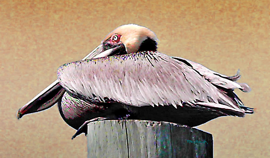 Pete the Pelican on the Pier Photograph by Duane McCullough