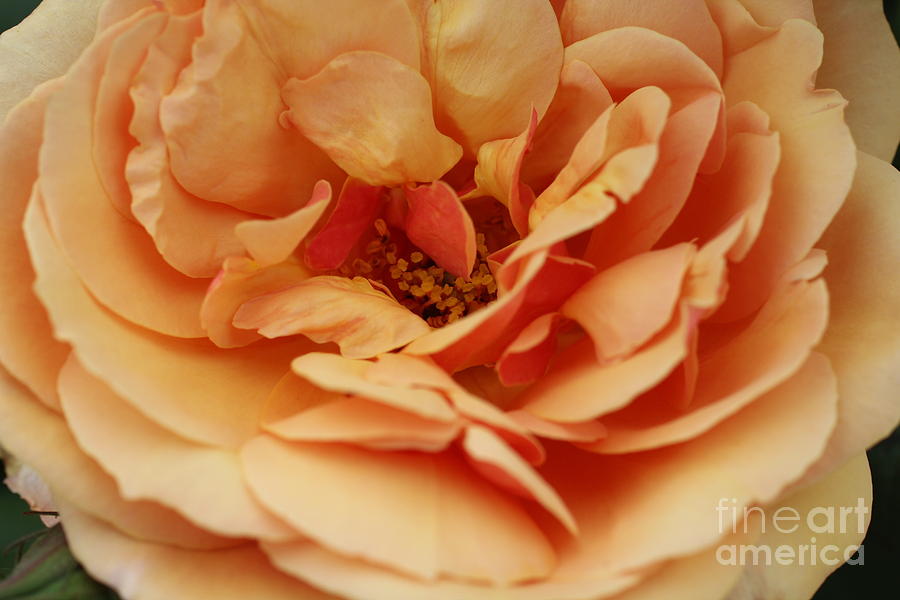 Rose Photograph - Petels by Diane Lesser