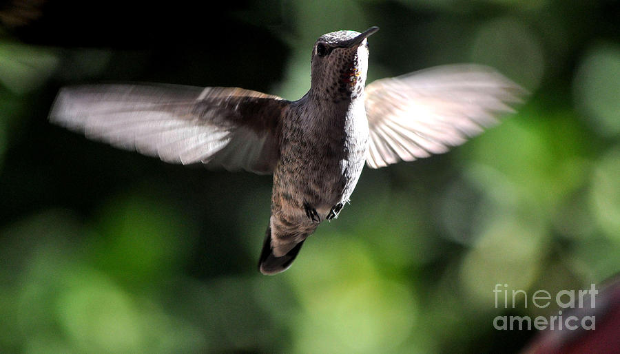 Hummingbird Photograph - Peter Pan-im Flying by Jay Milo