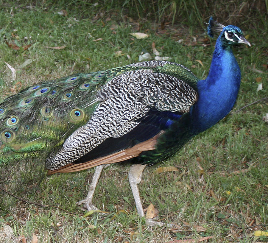 Peter the Peacock Photograph by Mary Sablovs - Fine Art America