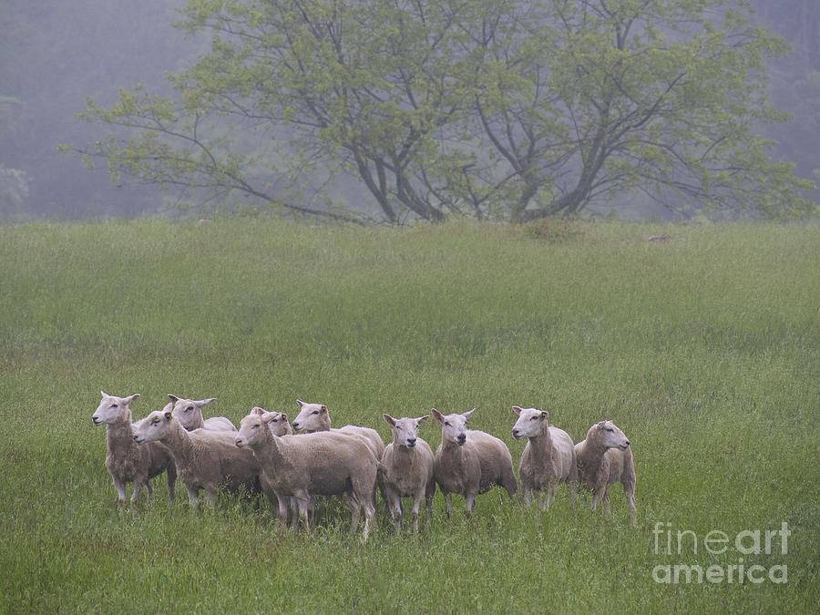 Peterson Farm sheep 052313 by Gene Marchand Peterson Farm sheep 052313 by Gene Marchand
