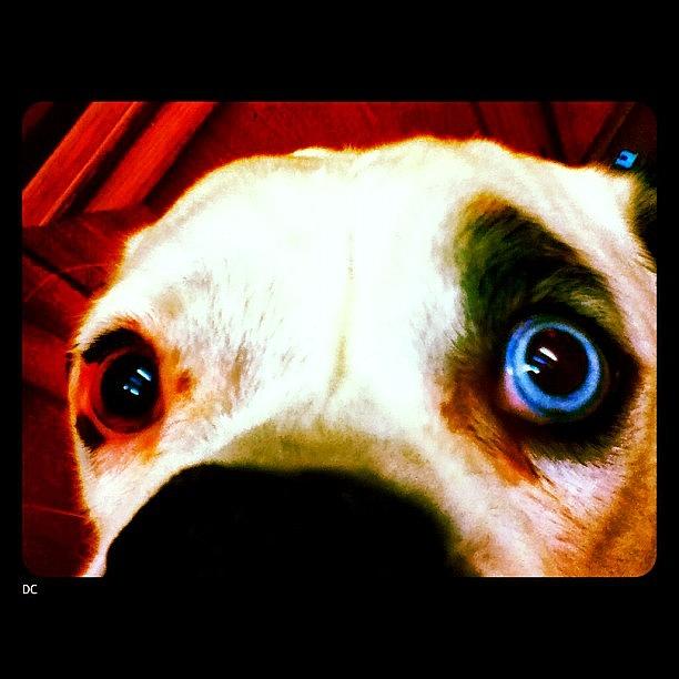 Dog Photograph - Petey Eyes! Hes Got Blue Eyes, Hes by David S Chang