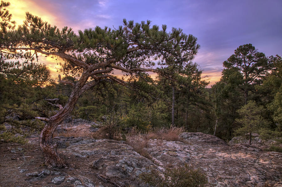 Petit Jean Mountain Bonsai Tree - Arkansas Photograph by Jason Politte