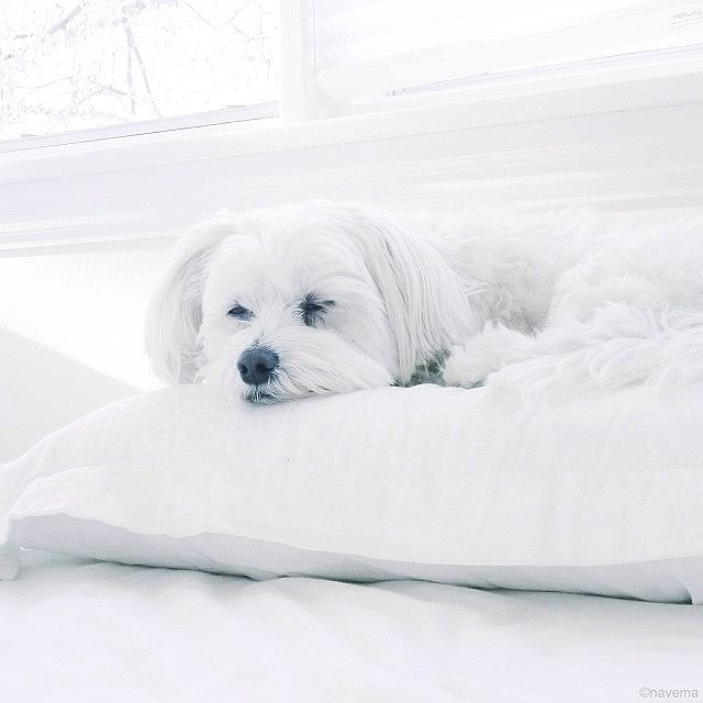 Dog Photograph - Petit Prince by Natasha Marco Dog Photograph - Petit Prince by Natasha Marco