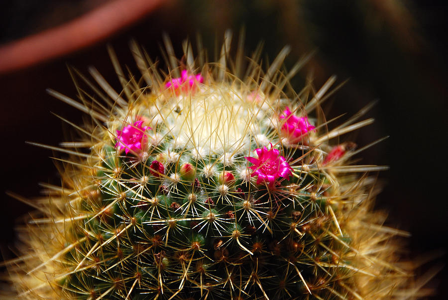Flower Photograph - Petite Cactus by John Schneider
