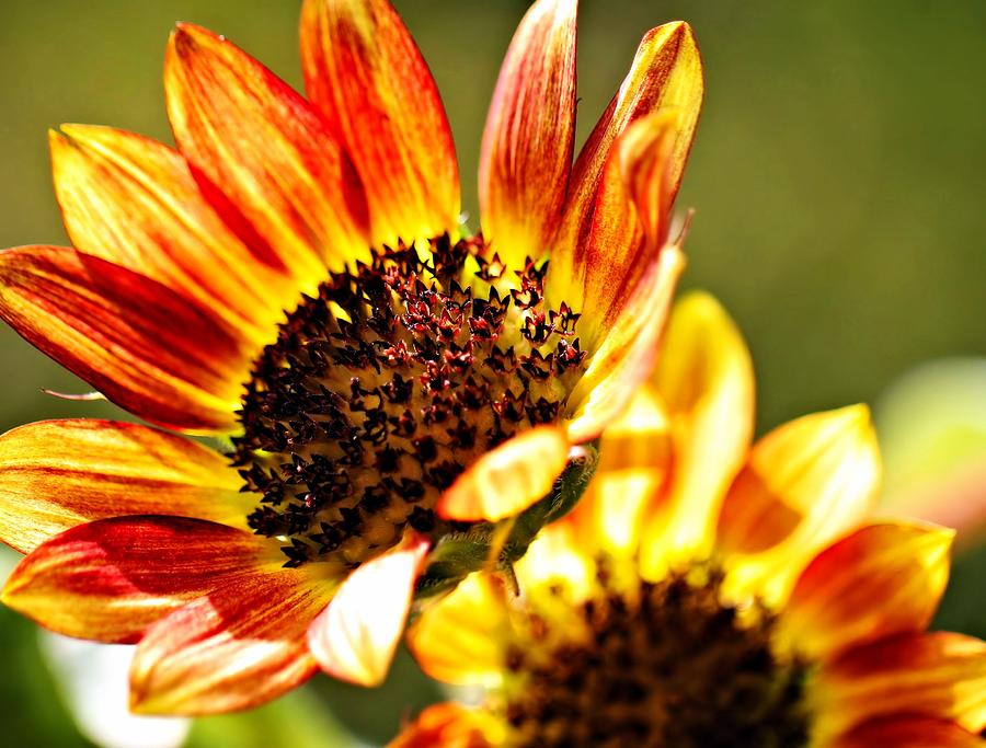 Sunflower Photograph - Petite Sunflower by Katherine White