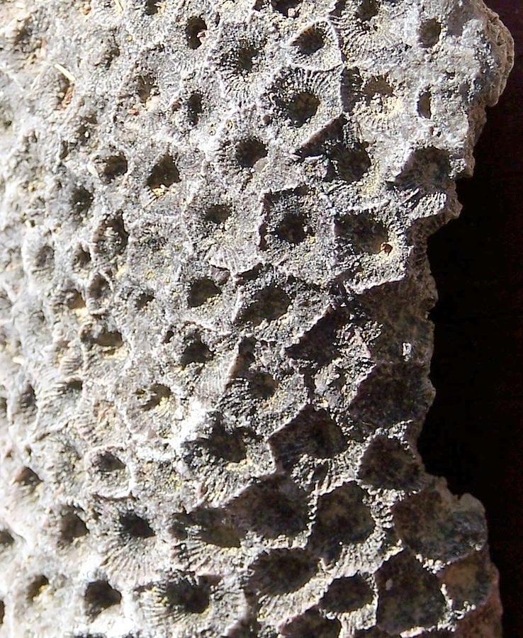 Petoskey Stone Fossilized Coral Photograph by Kathleen Luther