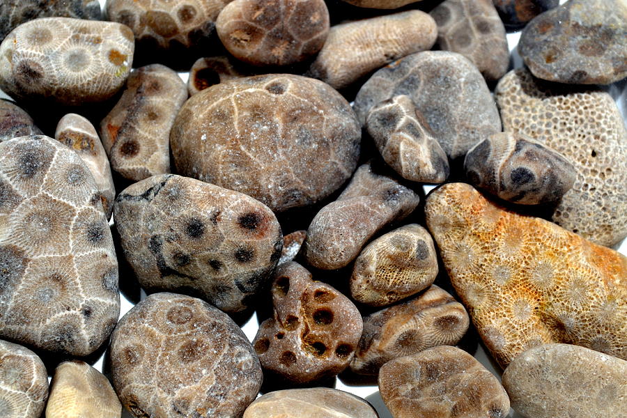 Petoskey Stones Vl Photograph by Michelle Calkins