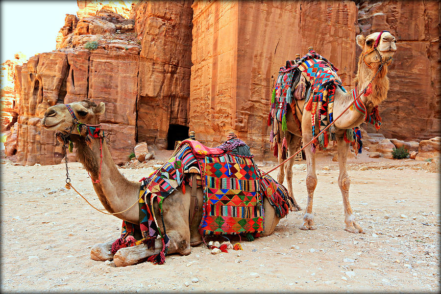 Petra Camels Photograph by Stephen Stookey