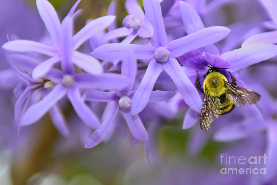 Petrea Racemosa and Bumblebee Photograph by Olga Hamilton