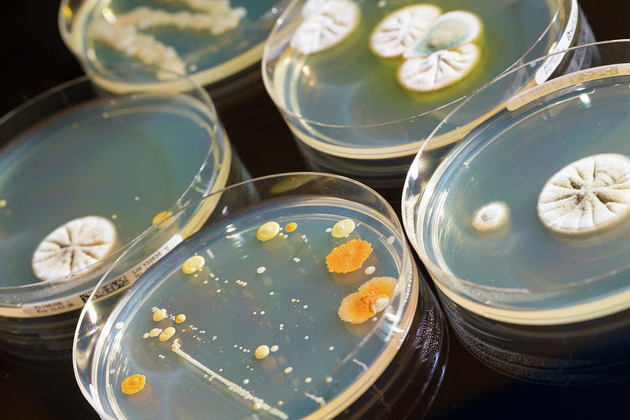 petri-dishes-with-bacteria-photograph-by-wladimir-bulgar-science-photo