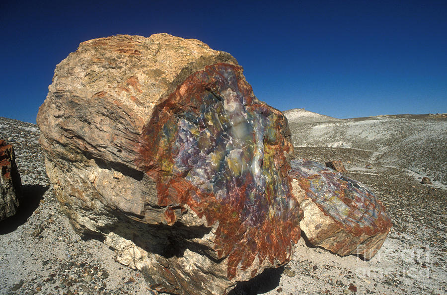 Petrified Forest Photograph by Jim West