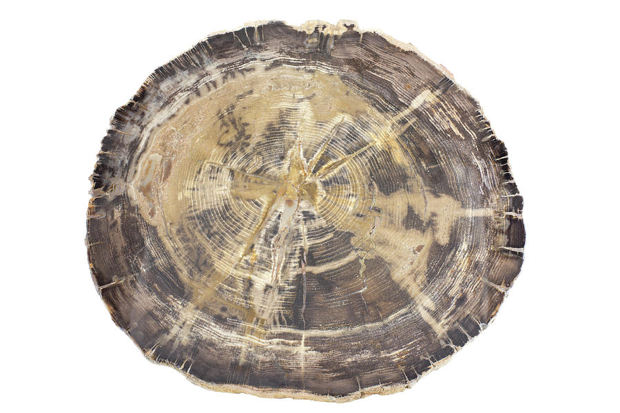 Petrified Hickory Tree Trunk Section Photograph by Science Stock Photography