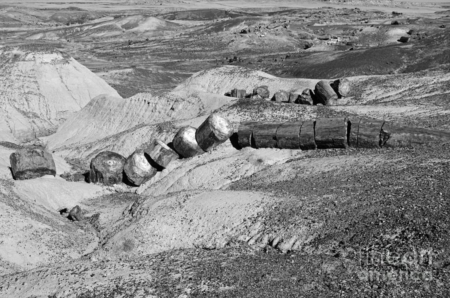 Petrified Log Segments Petrified Forest National Park Arizona Black and White Photograph by Shawn OBrien