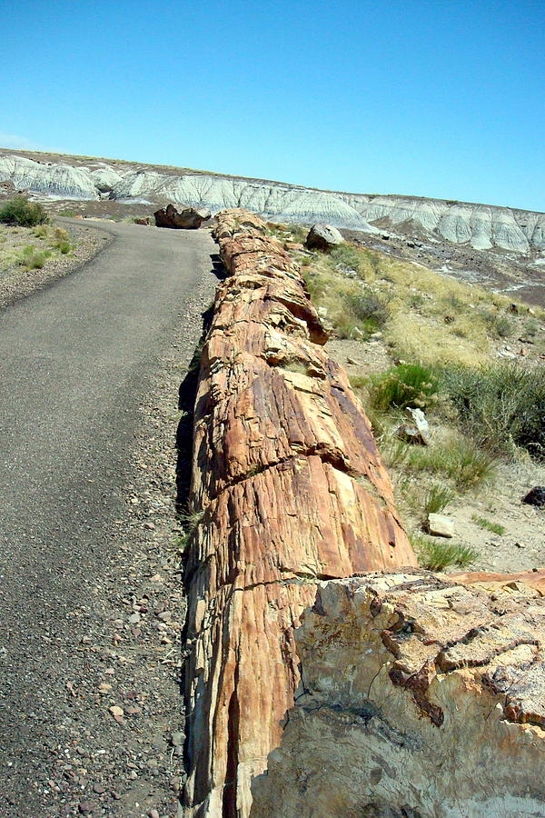Petrified Log Photograph by Susan Woodward
