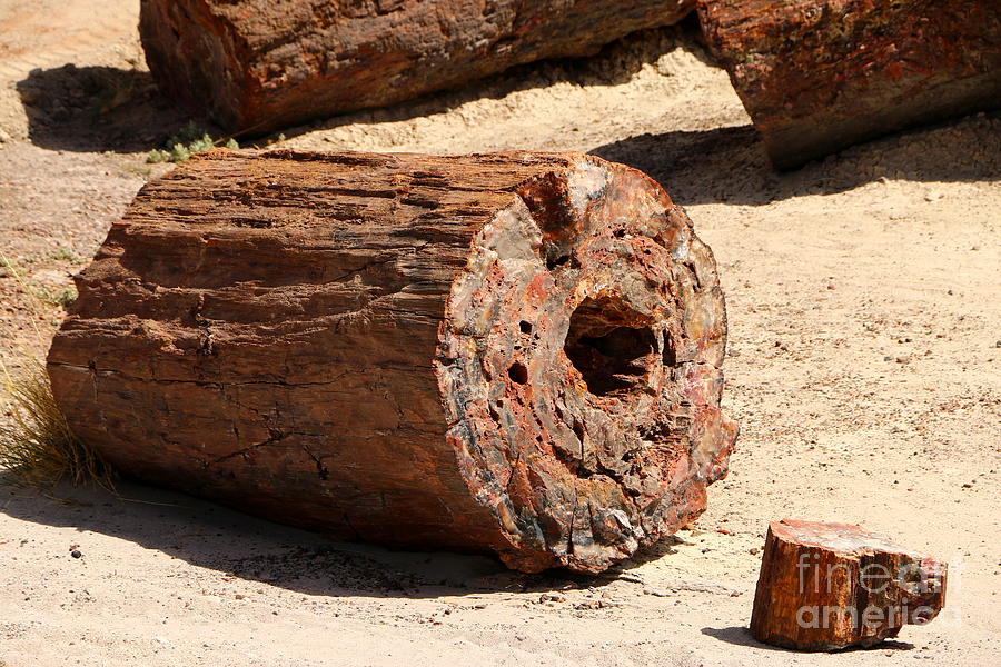 Petrified Logs Photograph by Christiane Schulze Art And Photography