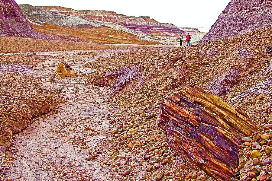 Petrified Forest National Park Photograph - Petrified Logs on Blue Mesa Trail in Petrified Forest National Park-Arizona by Ruth Hager