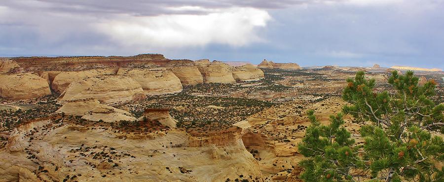 Arches National Park Photograph - Petrified Sand Dunes by Bruce Bley