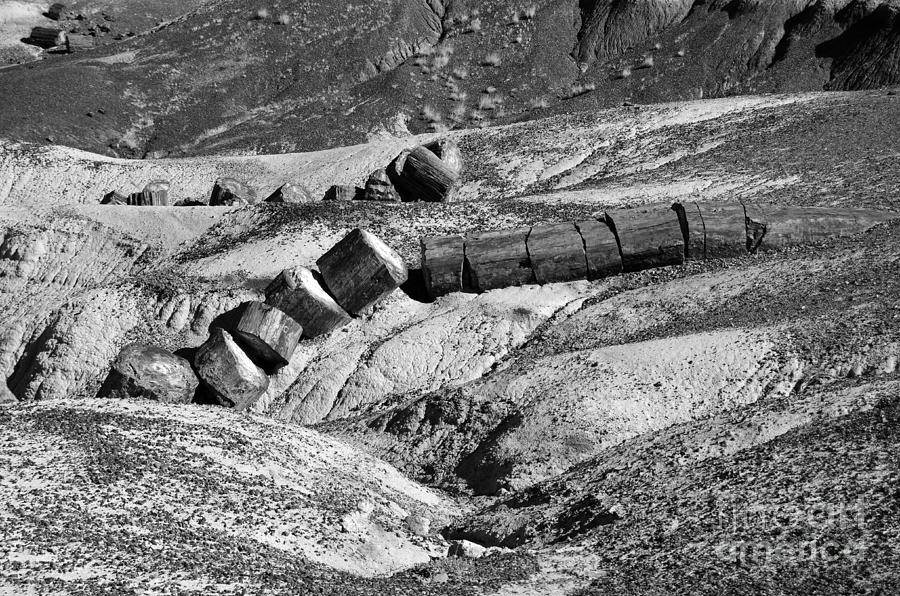 Petrified Tree Segments Petrified Forest National Park Arizona Black and White Photograph by Shawn OBrien