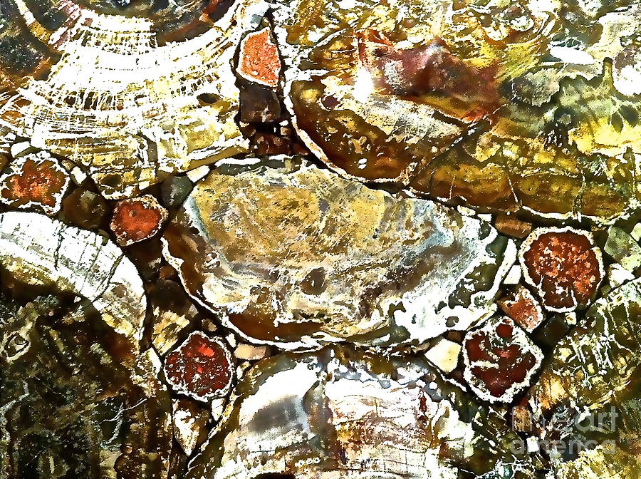 Petrified Wood With Abstract Earth Tones Photograph by Debra Amerson