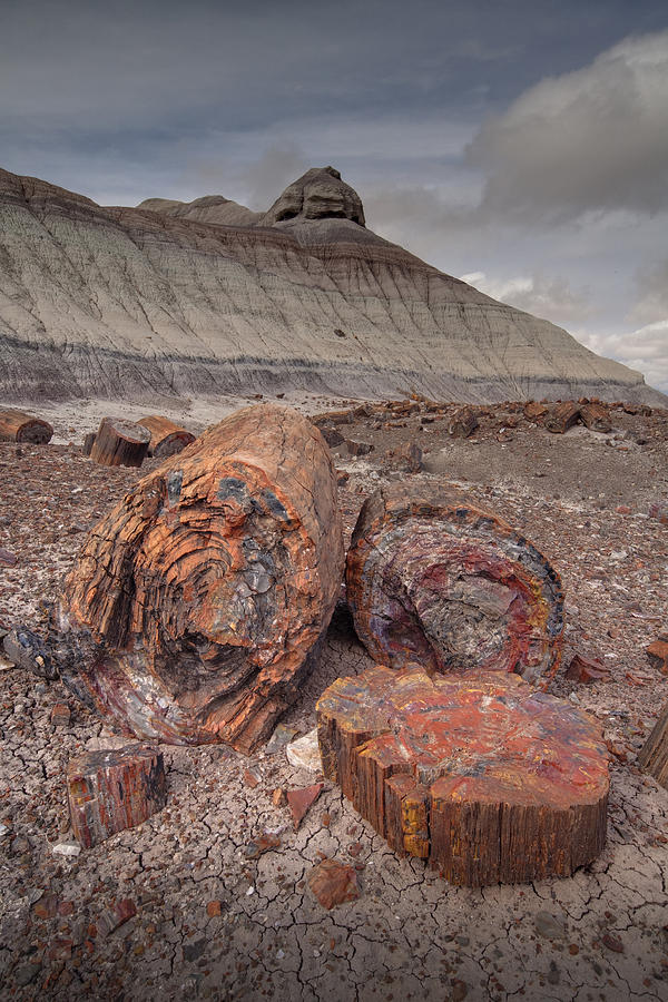 Petrified Wood Photograph by Hal Horwitz