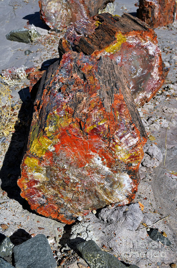 Petrified Wood Log Rainbow Crystalization at Petrified Forest National Park Photograph by Shawn OBrien